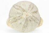 Jurassic Sea Urchin (Clypeus) Fossil - England #216914-1